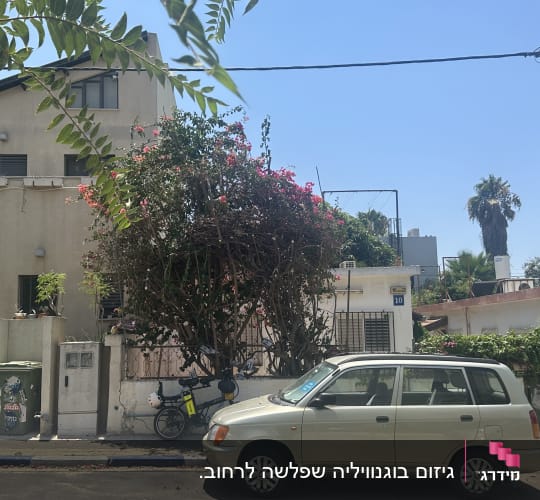 עץ גזום ליד בית עם מכונית חונה ברחוב